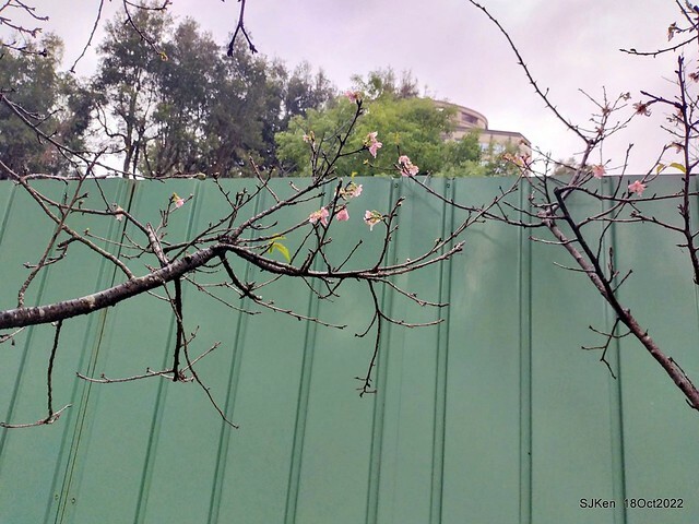 Oct Japanese Flowering Cherry at Sun Yat-sen Memorial Hall, Taipei, Taiwan, SJKen, Oct 18, 2022.