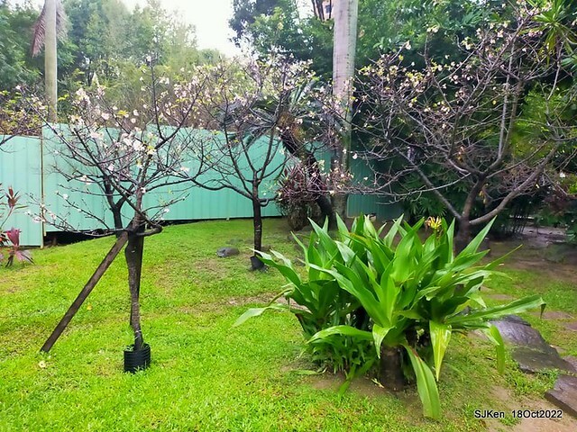 Oct Japanese Flowering Cherry at Sun Yat-sen Memorial Hall, Taipei, Taiwan, SJKen, Oct 18, 2022.