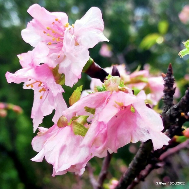 Oct Japanese Flowering Cherry at Sun Yat-sen Memorial Hall, Taipei, Taiwan, SJKen, Oct 18, 2022.