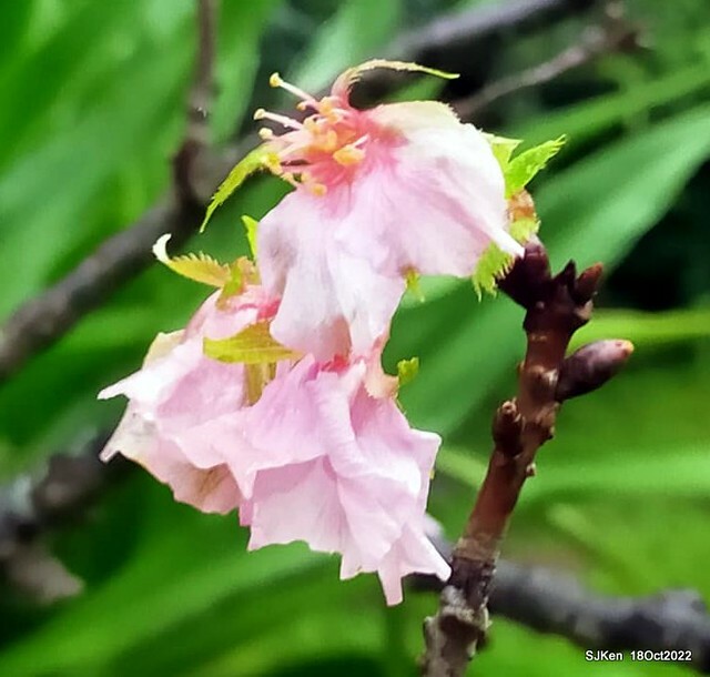Oct Japanese Flowering Cherry at Sun Yat-sen Memorial Hall, Taipei, Taiwan, SJKen, Oct 18, 2022.