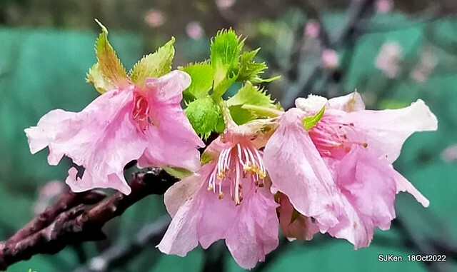 Oct Japanese Flowering Cherry at Sun Yat-sen Memorial Hall, Taipei, Taiwan, SJKen, Oct 18, 2022.