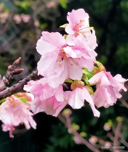 Oct Japanese Flowering Cherry at Sun Yat-sen Memorial Hall, Taipei, Taiwan, SJKen, Oct 18, 2022.