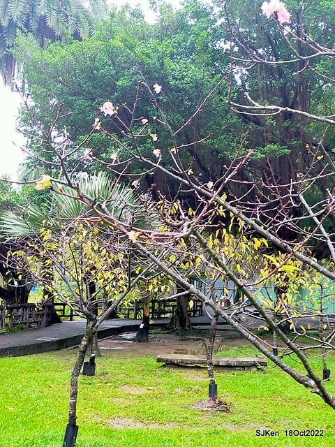 Oct Japanese Flowering Cherry at Sun Yat-sen Memorial Hall, Taipei, Taiwan, SJKen, Oct 18, 2022.