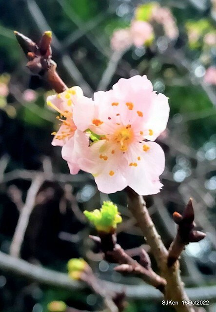 Oct Japanese Flowering Cherry at Sun Yat-sen Memorial Hall, Taipei, Taiwan, SJKen, Oct 18, 2022.
