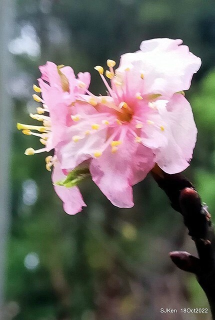Oct Japanese Flowering Cherry at Sun Yat-sen Memorial Hall, Taipei, Taiwan, SJKen, Oct 18, 2022.