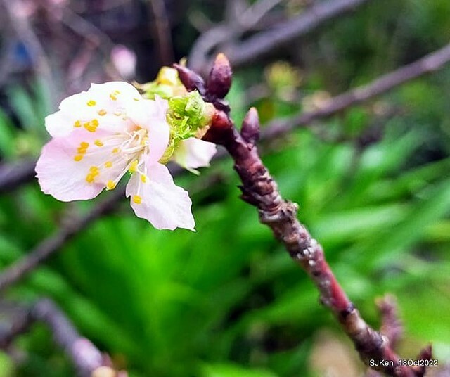 Oct Japanese Flowering Cherry at Sun Yat-sen Memorial Hall, Taipei, Taiwan, SJKen, Oct 18, 2022.