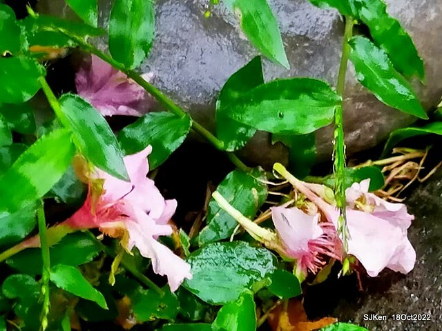 Oct Japanese Flowering Cherry at Sun Yat-sen Memorial Hall, Taipei, Taiwan, SJKen, Oct 18, 2022.