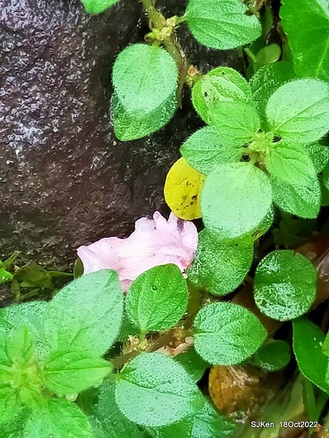 Oct Japanese Flowering Cherry at Sun Yat-sen Memorial Hall, Taipei, Taiwan, SJKen, Oct 18, 2022.