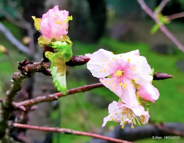 Oct Japanese Flowering Cherry at Sun Yat-sen Memorial Hall, Taipei, Taiwan, SJKen, Oct 18, 2022.