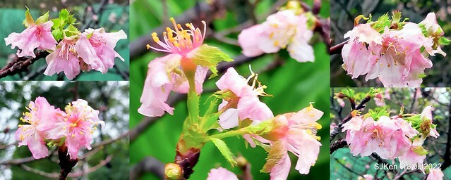 Oct Japanese Flowering Cherry at Sun Yat-sen Memorial Hall, Taipei, Taiwan, SJKen, Oct 18, 2022.