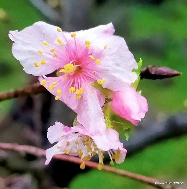 Oct Japanese Flowering Cherry at Sun Yat-sen Memorial Hall, Taipei, Taiwan, SJKen, Oct 18, 2022.