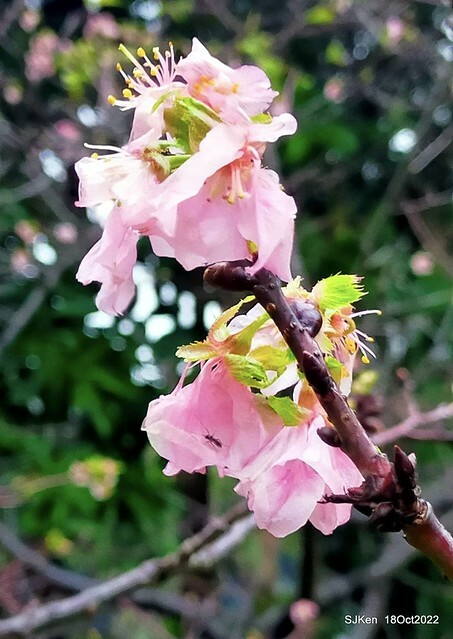 Oct Japanese Flowering Cherry at Sun Yat-sen Memorial Hall, Taipei, Taiwan, SJKen, Oct 18, 2022.