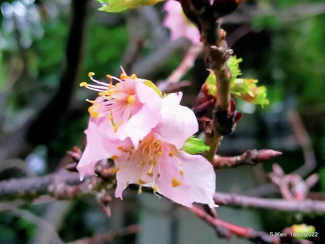 Oct Japanese Flowering Cherry at Sun Yat-sen Memorial Hall, Taipei, Taiwan, SJKen, Oct 18, 2022.