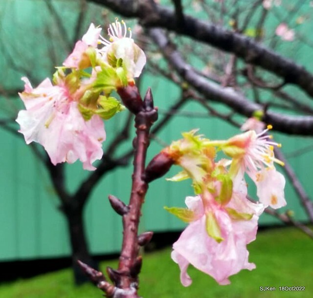 Oct Japanese Flowering Cherry at Sun Yat-sen Memorial Hall, Taipei, Taiwan, SJKen, Oct 18, 2022.