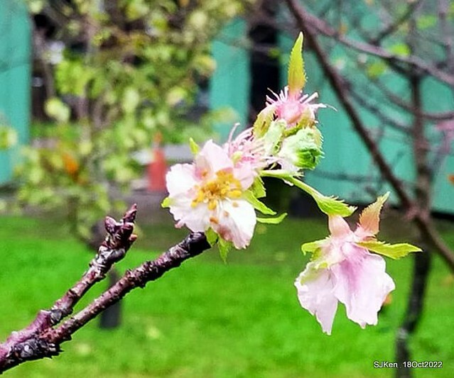 Oct Japanese Flowering Cherry at Sun Yat-sen Memorial Hall, Taipei, Taiwan, SJKen, Oct 18, 2022.