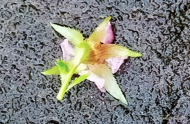 Oct Japanese Flowering Cherry at Sun Yat-sen Memorial Hall, Taipei, Taiwan, SJKen, Oct 18, 2022.