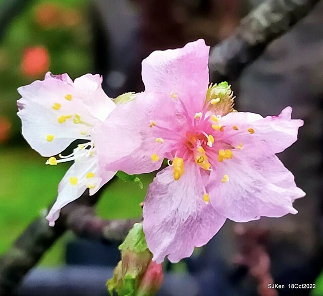 Oct Japanese Flowering Cherry at Sun Yat-sen Memorial Hall, Taipei, Taiwan, SJKen, Oct 18, 2022.