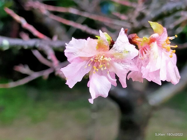 Oct Japanese Flowering Cherry at Sun Yat-sen Memorial Hall, Taipei, Taiwan, SJKen, Oct 18, 2022.