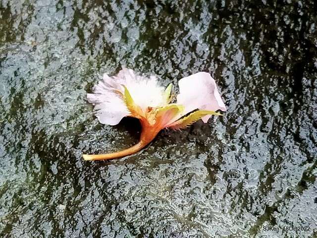 Oct Japanese Flowering Cherry at Sun Yat-sen Memorial Hall, Taipei, Taiwan, SJKen, Oct 18, 2022.