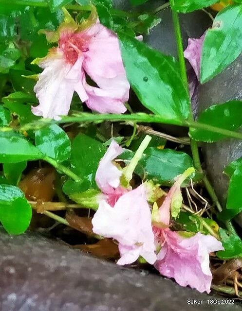 Oct Japanese Flowering Cherry at Sun Yat-sen Memorial Hall, Taipei, Taiwan, SJKen, Oct 18, 2022.