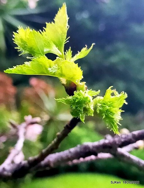 Oct Japanese Flowering Cherry at Sun Yat-sen Memorial Hall, Taipei, Taiwan, SJKen, Oct 18, 2022.