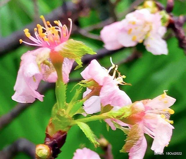 Oct Japanese Flowering Cherry at Sun Yat-sen Memorial Hall, Taipei, Taiwan, SJKen, Oct 18, 2022.