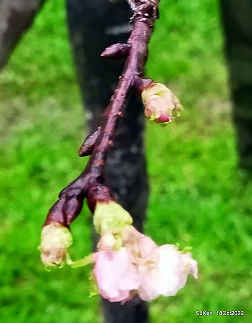 Oct Japanese Flowering Cherry at Sun Yat-sen Memorial Hall, Taipei, Taiwan, SJKen, Oct 18, 2022.