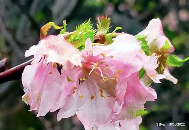 Oct Japanese Flowering Cherry at Sun Yat-sen Memorial Hall, Taipei, Taiwan, SJKen, Oct 18, 2022.