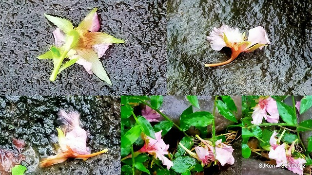 Oct Japanese Flowering Cherry at Sun Yat-sen Memorial Hall, Taipei, Taiwan, SJKen, Oct 18, 2022.