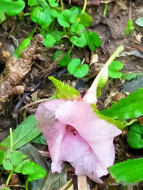 Oct Japanese Flowering Cherry at Sun Yat-sen Memorial Hall, Taipei, Taiwan, SJKen, Oct 18, 2022.