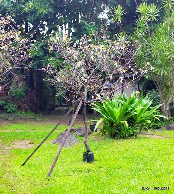 Oct Japanese Flowering Cherry at Sun Yat-sen Memorial Hall, Taipei, Taiwan, SJKen, Oct 18, 2022.