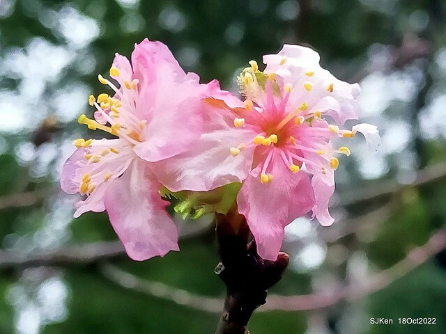 Oct Japanese Flowering Cherry at Sun Yat-sen Memorial Hall, Taipei, Taiwan, SJKen, Oct 18, 2022.