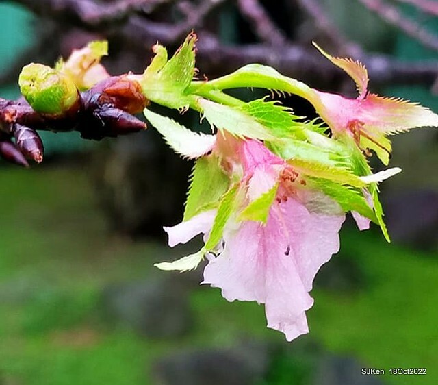 Oct Japanese Flowering Cherry at Sun Yat-sen Memorial Hall, Taipei, Taiwan, SJKen, Oct 18, 2022.