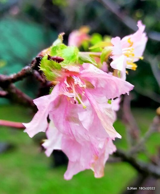 Oct Japanese Flowering Cherry at Sun Yat-sen Memorial Hall, Taipei, Taiwan, SJKen, Oct 18, 2022.