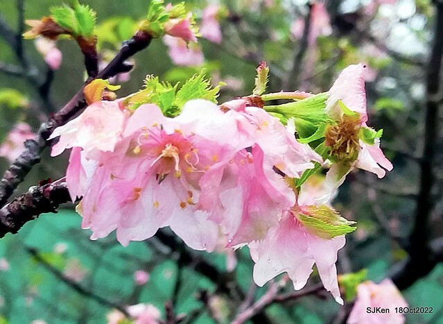 Oct Japanese Flowering Cherry at Sun Yat-sen Memorial Hall, Taipei, Taiwan, SJKen, Oct 18, 2022.
