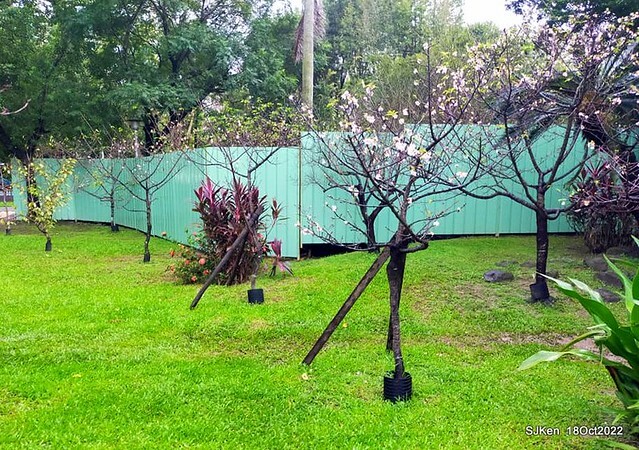 Oct Japanese Flowering Cherry at Sun Yat-sen Memorial Hall, Taipei, Taiwan, SJKen, Oct 18, 2022.
