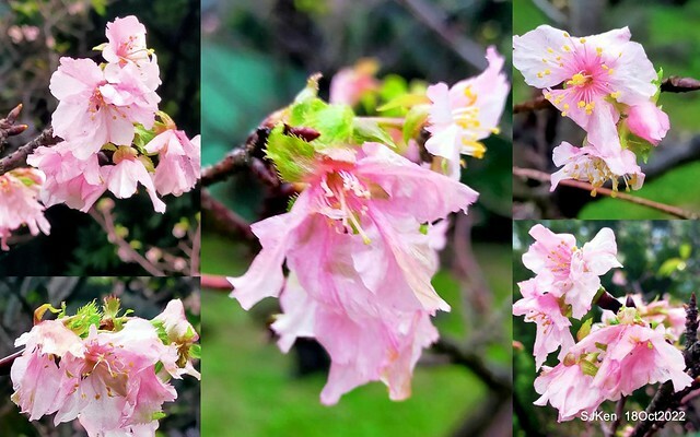 Oct Japanese Flowering Cherry at Sun Yat-sen Memorial Hall, Taipei, Taiwan, SJKen, Oct 18, 2022.