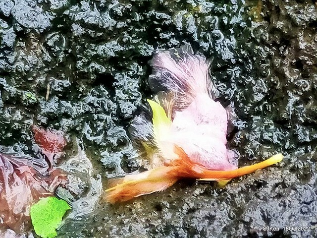 Oct Japanese Flowering Cherry at Sun Yat-sen Memorial Hall, Taipei, Taiwan, SJKen, Oct 18, 2022.