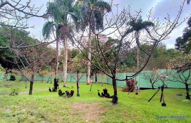 Oct Japanese Flowering Cherry at Sun Yat-sen Memorial Hall, Taipei, Taiwan, SJKen, Oct 18, 2022.