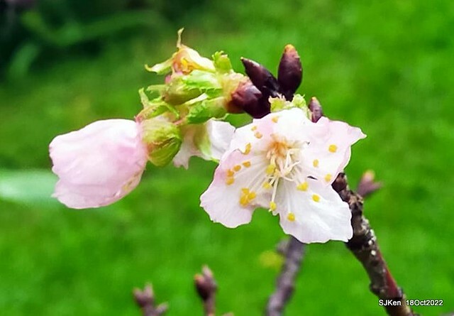 Oct Japanese Flowering Cherry at Sun Yat-sen Memorial Hall, Taipei, Taiwan, SJKen, Oct 18, 2022.