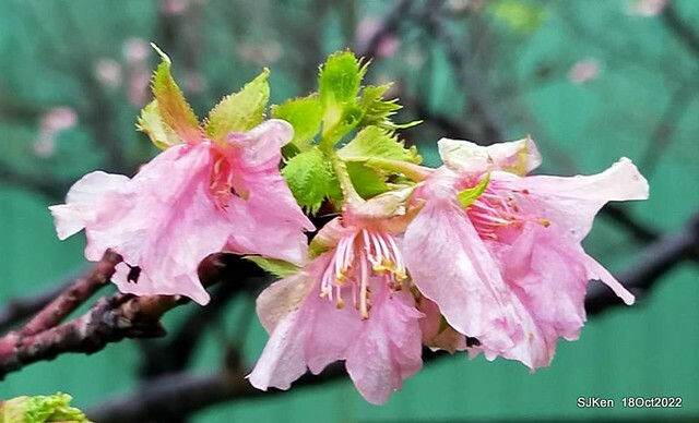 Oct Japanese Flowering Cherry at Sun Yat-sen Memorial Hall, Taipei, Taiwan, SJKen, Oct 18, 2022.