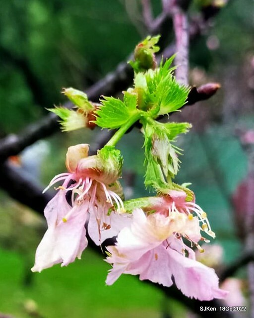 Oct Japanese Flowering Cherry at Sun Yat-sen Memorial Hall, Taipei, Taiwan, SJKen, Oct 18, 2022.