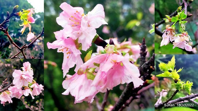 Oct Japanese Flowering Cherry at Sun Yat-sen Memorial Hall, Taipei, Taiwan, SJKen, Oct 18, 2022.