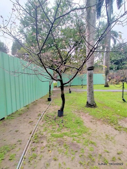 Oct Japanese Flowering Cherry at Sun Yat-sen Memorial Hall, Taipei, Taiwan, SJKen, Oct 18, 2022.