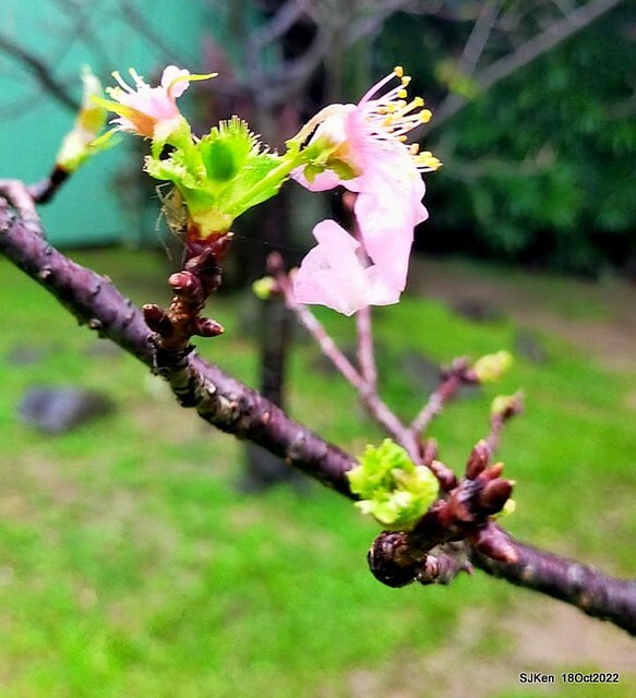 Oct Japanese Flowering Cherry at Sun Yat-sen Memorial Hall, Taipei, Taiwan, SJKen, Oct 18, 2022.