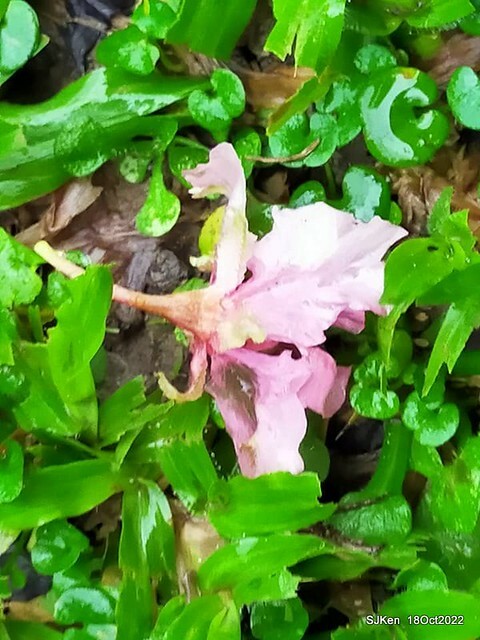 Oct Japanese Flowering Cherry at Sun Yat-sen Memorial Hall, Taipei, Taiwan, SJKen, Oct 18, 2022.