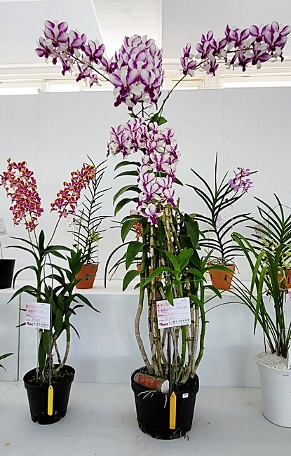 2022埔里花卉展強勢登場!波波草迷宮打卡必拍,以在地花卉結合兒童樂園為主題,假日市集、多肉DIY,不只是網美必拍,親子玩翻!