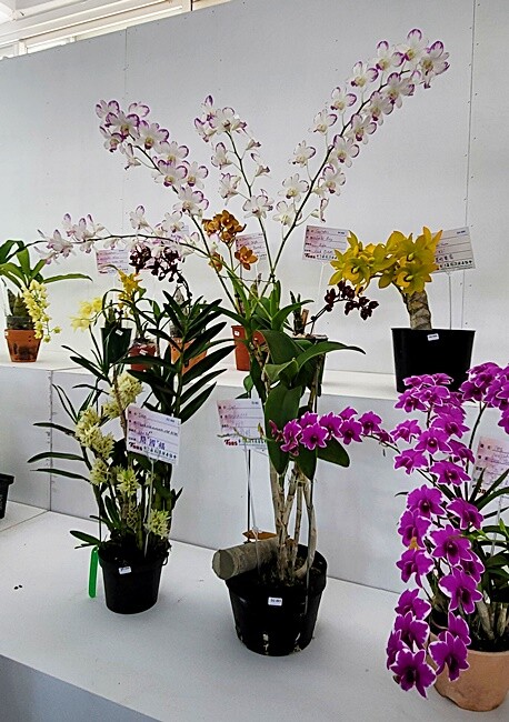 2022埔里花卉展強勢登場!波波草迷宮打卡必拍,以在地花卉結合兒童樂園為主題,假日市集、多肉DIY,不只是網美必拍,親子玩翻!