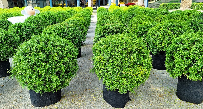 2022埔里花卉展強勢登場!波波草迷宮打卡必拍,以在地花卉結合兒童樂園為主題,假日市集、多肉DIY,不只是網美必拍,親子玩翻!