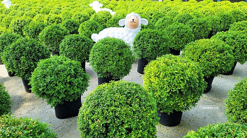 2022埔里花卉展強勢登場!波波草迷宮打卡必拍,以在地花卉結合兒童樂園為主題,假日市集、多肉DIY,不只是網美必拍,親子玩翻!